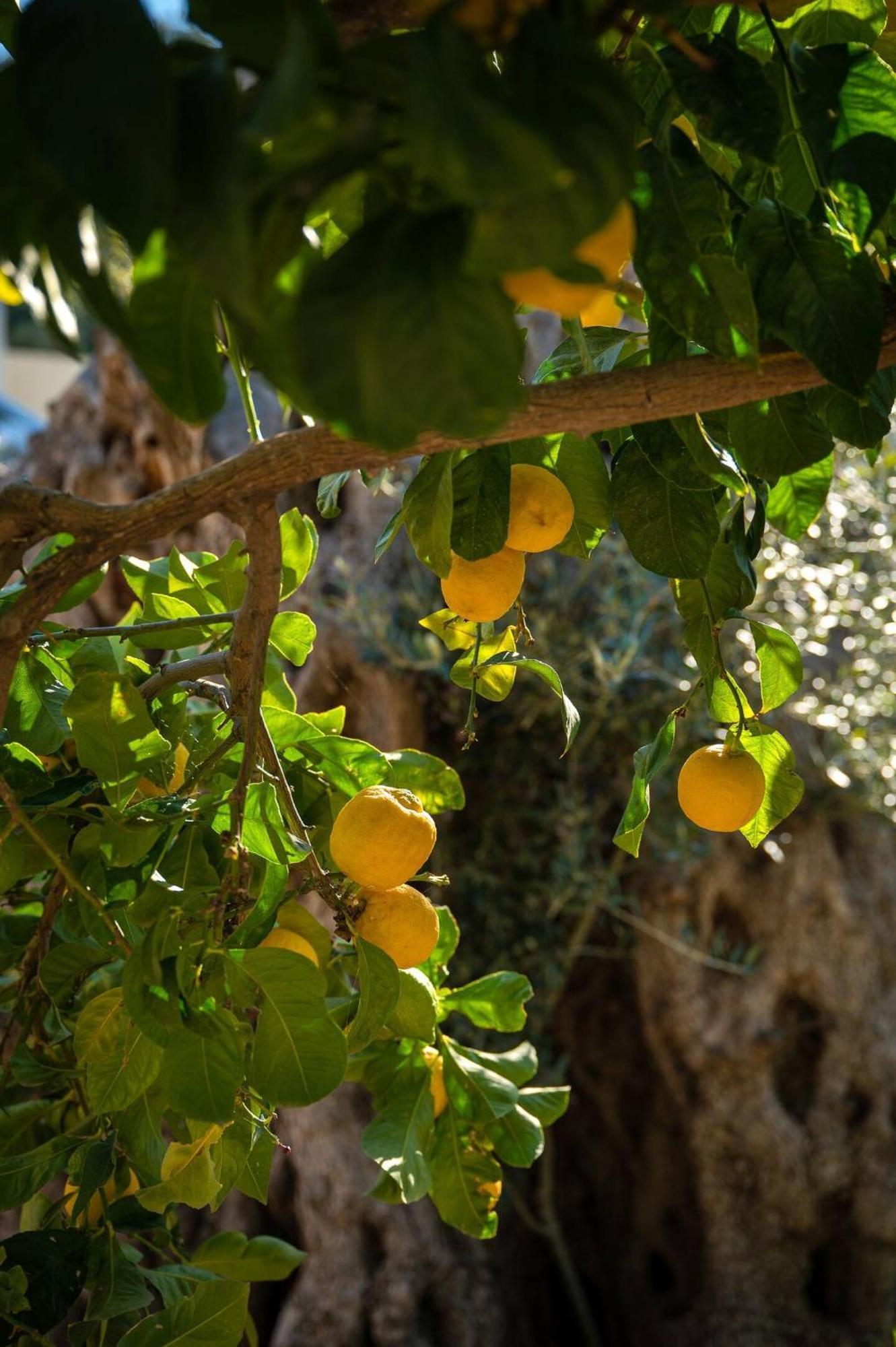 Physis Country House 2 Near Matala Beach & Faistos Kouses المظهر الخارجي الصورة